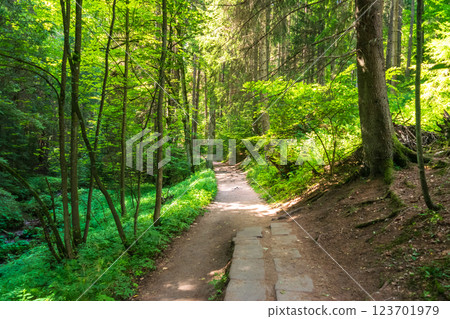 Scenic forest path surrounded by lush greenery, sunlight filtering through trees, perfect for hiking 123701979