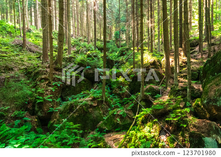 A tranquil forest scene with lush greenery, moss-covered rocks, and tall trees, bathed in dappled sunlight 123701980