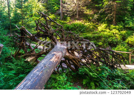 A fallen tree with intricate exposed roots in a lush forest, surrounded by vibrant greenery A fallen tree with intricate exposed roots in a lush forest, surrounded by vibrant greenery 123702049