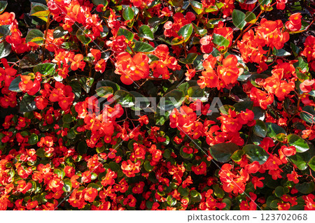 Begonia Flowers Texture Background, Street Bed Pattern, Blooming Plants on Summer Street Begonia Flowers Texture Background, Street Bed Pattern, Blooming Plants on Summer Street 123702068