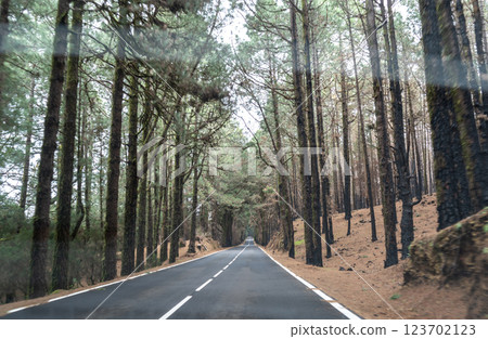 Foggy forest in mountains, mystical Tenerife road among black burnt trees, Canary pine, pinus canariensis 123702123