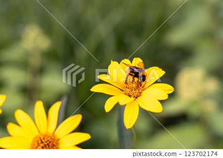 Heliopsis helianthoides flowers, yellow false sunflowers, smooth oxeye blossom, rough oxeye Heliopsis helianthoides flowers, yellow false sunflowers, smooth oxeye blossom, rough oxeye 123702174