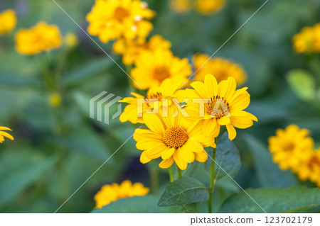 Heliopsis helianthoides flowers, yellow false sunflowers, smooth oxeye blossom, rough oxeye Heliopsis helianthoides flowers, yellow false sunflowers, smooth oxeye blossom, rough oxeye 123702179