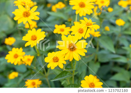 Heliopsis helianthoides flowers, yellow false sunflowers, smooth oxeye blossom, rough oxeye Heliopsis helianthoides flowers, yellow false sunflowers, smooth oxeye blossom, rough oxeye 123702180