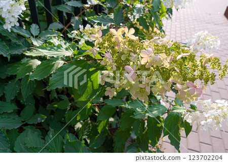 Hydrangea Flowers, Blooming White Hortensia, Hydrangea Paniculata Flower Closeup Hydrangea Flowers, Blooming White Hortensia, Hydrangea Paniculata Flower Closeup 123702204