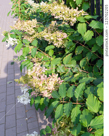 Hydrangea Flowers, Blooming White Hortensia, Hydrangea Paniculata Flower Closeup 123702205