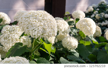 Hydrangea Flowers, Blooming White Hortensia, Hydrangea Paniculata Flower Closeup, Large Inflorescences 123702210