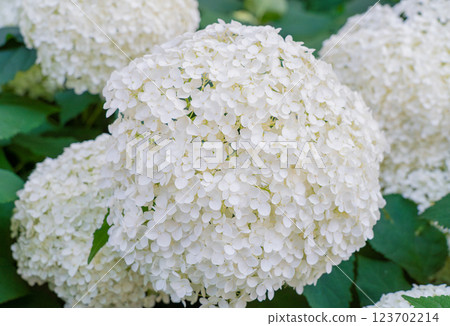 Hydrangea Flowers, Blooming White Hortensia, Hydrangea Paniculata Flower Closeup, Large Inflorescences 123702214