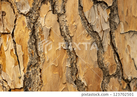 Maritime Pine, Pinus pinaster trunk symbol. Texture made of maritime pine tree bark. Beautiful Maritime Pine, Pinus pinaster trunk background. Conceptual image. Peaceful nature. 123702501