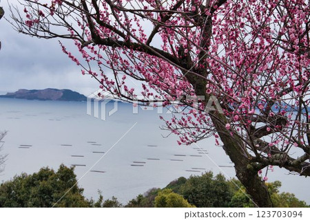 Cherry blossom 123703094
