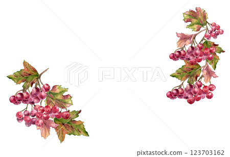 Viburnum berry frame in watercolor with red fruits and colorful autumn leaves isolated. Hand drawn botanical tree branches and red berries frame for autumn designs invitation, rustic fall decor. Viburnum berry frame in watercolor with red fruits and colorful autumn leaves isolated. Hand drawn botanical tree branches and red berries frame for autumn designs invitation, rustic fall decor. 123703162
