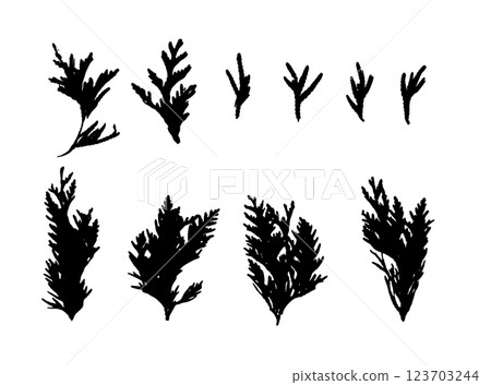 Cypress Twigs Icon, Cupressus Leaf Symbol, Arborvitae Twig, Thuya Sprig Silhouette, Thuja Leaves 123703244