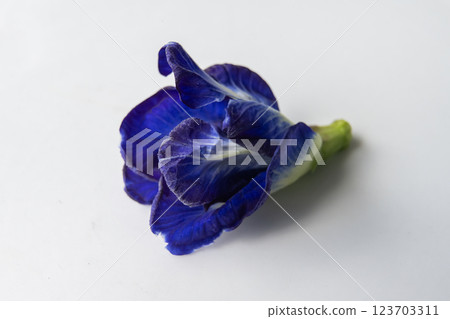 Close up of Butterfly pea flower on white background. Close up of Butterfly pea flower on white background. 123703311
