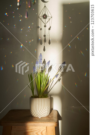 Muscari flowers in the sunlight with rainbow highlights. Spring atmosphere. 123703615