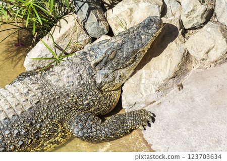 Crocodile on the shore basking in the sun, close-up Crocodile on the shore basking in the sun, close-up 123703634