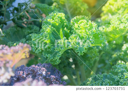 Kale leaf in farming. Growing green brassica. Salad is growing in cottage garden. Vitamin curly kale leaves. Vegan ingredient. Sunny. 123703731