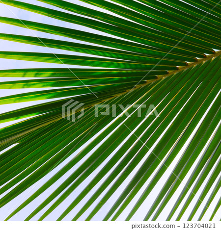 Natural exotic photo frame Leaves on the branches of coconut palm trees against the blue sky. 123704021