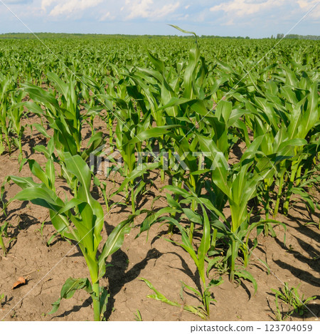 Green field of corn and blue sky. 123704059