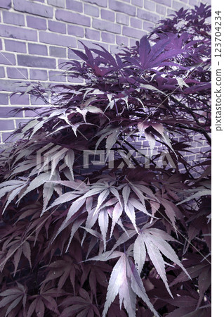 Outdoor, plants and Japanese maple leaves on brick wall for sustainability, ecology and tree decor. Acer palmatum, nature and growth with purple color for landscaping, wallpaper and backyard garden Outdoor, plants and Japanese maple leaves on brick wall for sustainability, ecology and tree decor. Acer palmatum, nature and growth with purple color for landscaping, wallpaper and backyard garden 123704234