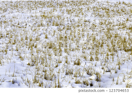 Rice paddy field in winter, Kanazawa, Japan 123704653