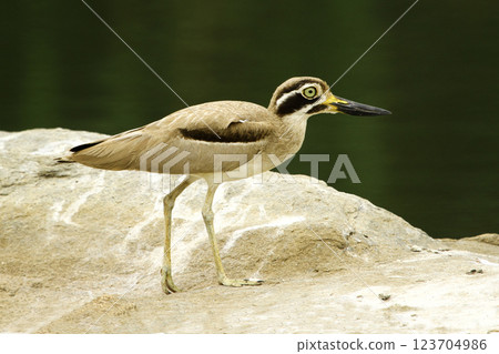 Close-up footage of a eurasian Stone-curlew bird. 123704986
