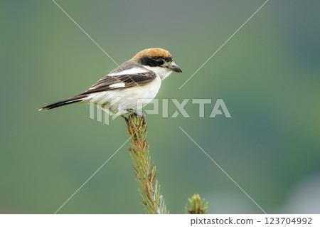 Wildlife-birds. The woodchat shrike (Lanius senator) bird belongs to the laniidae family. Shrub open fields and hedges on the edges of these fields are their habitats. They usually feed on insects. Wildlife-birds. The woodchat shrike (Lanius senator) bird belongs to the laniidae family. Shrub open fields and hedges on the edges of these fields are their habitats. They usually feed on insects. 123704992