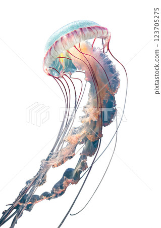 Jellyfish isolated on transparent background, marine creature, underwater life, ocean animal, sea wildlife 123705275