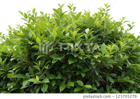 Lush green bush, vibrant foliage, plant life, garden element, detailed bush, outdoor scenery, botanical art, greenery 123705279