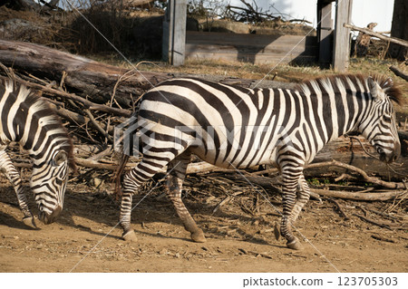 景觀與斑馬 景觀與斑馬 123705303