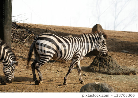 景觀與斑馬 景觀與斑馬 123705306
