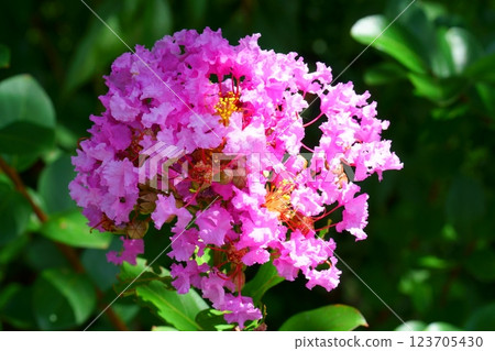 Bright crape myrtle flowers 123705430