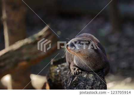 亞洲小爪水獺低頭凝視 123705914