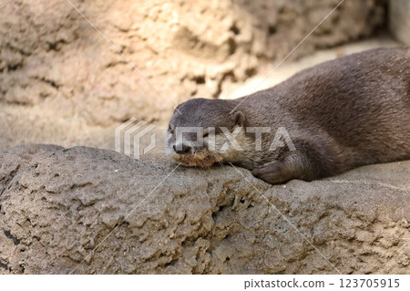 Asian small-clawed otter sleeping on its stomach 123705915