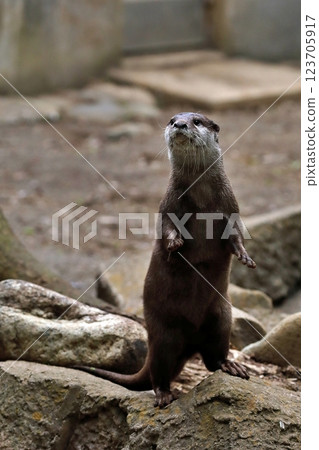 Asian small-clawed otter standing and staring Asian small-clawed otter standing and staring 123705917