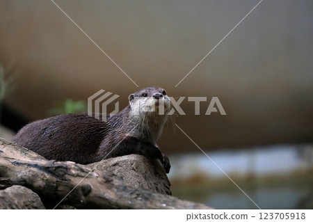 Asian small-clawed otter staring while lying face down 123705918