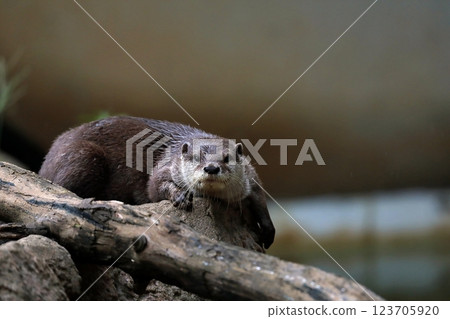 亞洲小爪水獺躺著看著相機 123705920