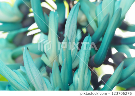 Flower of jade Flower of jade 123706276