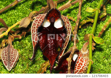 Aristrokia·Salva Drensis Aristrokia·Salva Drensis 123706403