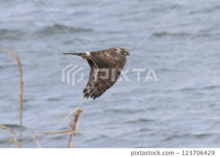 A female northern harrier soaring over the riverbed A female northern harrier soaring over the riverbed 123706429