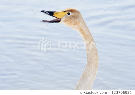 Swan dyed with the pigment of aquatic plants that visit in the spring of Hokkaido Swan dyed with the pigment of aquatic plants that visit in the spring of Hokkaido 123706925