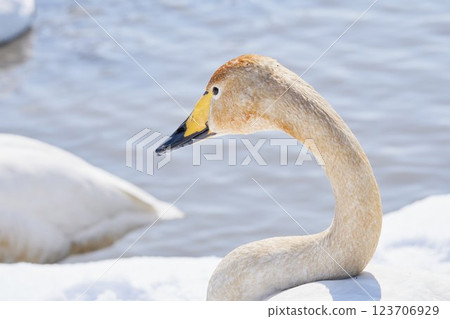 Swans visiting Hokkaido in spring dyed with the pigments of aquatic plants 123706929