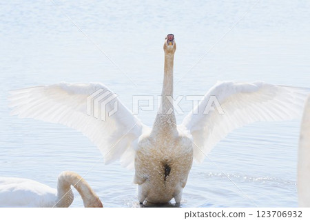 Swans that visit Hokkaido in spring, flapping their wings Swans that visit Hokkaido in spring, flapping their wings 123706932