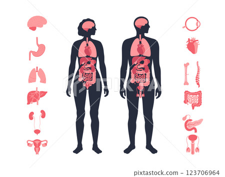 Human internal organs Human internal organs 123706964