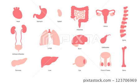 Human internal organs Human internal organs 123706969