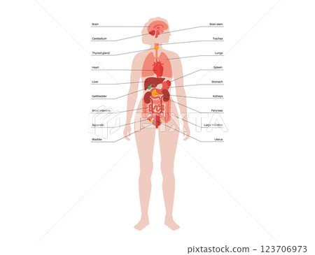 Human internal organs Human internal organs 123706973