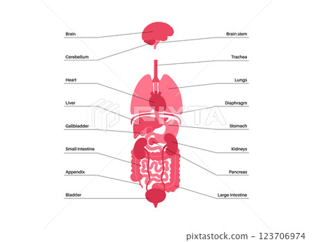 Human internal organs 123706974