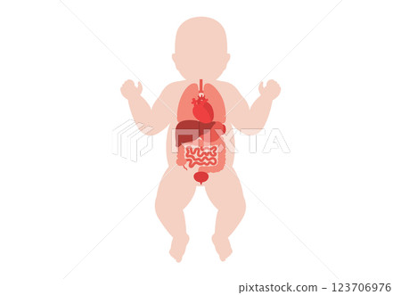 Human internal organs 123706976