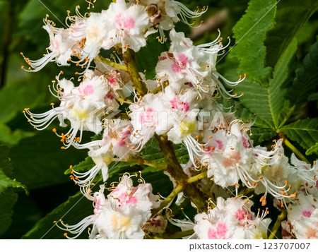 Macro photography of blooming chestnut flowers. Flowering of horse chestnut or common horse chestnut 123707007