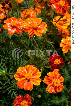 Flowers 123707053