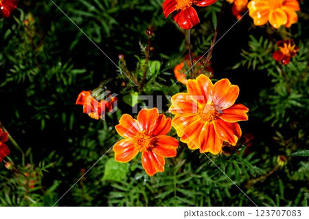 Marigold in full bloom Marigold in full bloom 123707083